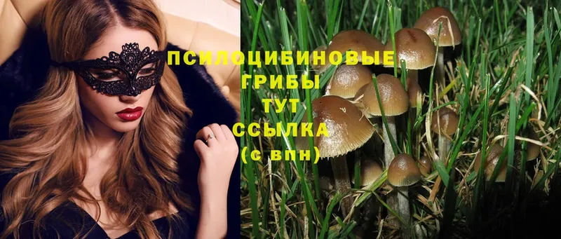 магазин    Ардон  Галлюциногенные грибы Psilocybine cubensis 